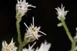 White thoroughwort